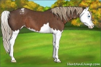 Horse Color:Liver Chestnut Sabino Splash Appaloosa
