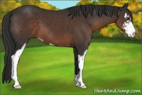 Horse Color:Liver Chestnut Sabino 