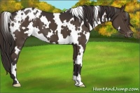 Horse Color:White Spotted Liver Chestnut Blanket 