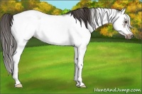 Horse Color:Liver Chestnut Sabino Splash Frame 