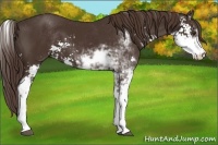 Horse Color:Liver Chestnut Sabino 