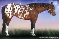 Horse Color:Bay Appaloosa 