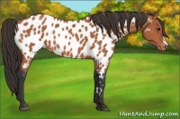 Horse Color:Bay Appaloosa 