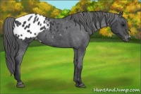 Horse Color:Black Appaloosa