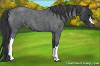Horse Color:Blue Roan Appaloosa 
