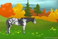Horse Color:Black Sabino Appaloosa Rabicano