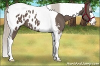 Horse Color:Silver Black Splash Tobiano Near Leopard