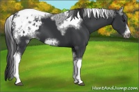 Horse Color:White Spotted Black Splash Tobiano Frame Appaloosa 