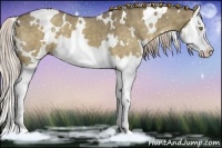 Horse Color:White Spotted Chocolate Palomino Dun Splash 