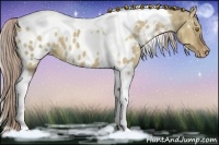 Horse Color:Chocolate Palomino Dun Tobiano Appaloosa 