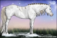 Horse Color:Liver Red Dun Sabino Splash Appaloosa