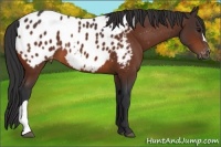 Horse Color:Brown Blanket 