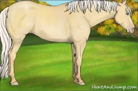 Horse Color:Silver Amber Cream Champagne 