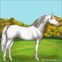 Horse Color:Gold Cream Champagne Pearl Dun Splash Appaloosa 