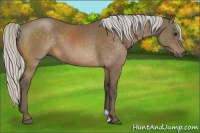Horse Color:Silver Buckskin