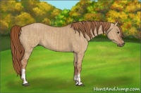 Horse Color:Red Dun and Red Dun