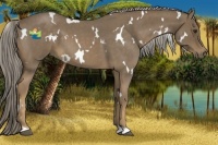 Horse Color:White Spotted Chocolate Palomino Roan 