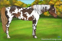 Horse Color:White Spotted Liver Chestnut 