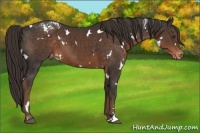 Horse Color:White Spotted Liver Chestnut Sabino Varnish 
