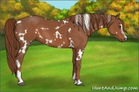 Horse Color:White Spotted Chestnut Sabino