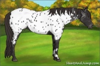 Horse Color:White Spotted Liver Chestnut Near Leopard 