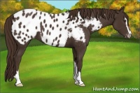 Horse Color:Liver Chestnut Sabino Appaloosa 