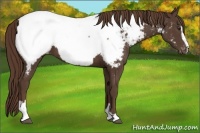 Horse Color:Liver Chestnut Sabino Appaloosa 