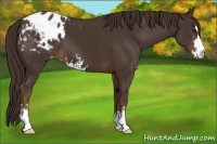 Horse Color:Liver Chestnut Sabino Appaloosa 