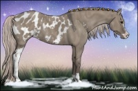 Horse Color:Silver Grullo Sabino Appaloosa