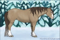 Horse Color:Unknown 