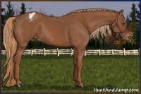 Horse Color:Chestnut Appaloosa 