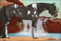 Horse Color:White Spotted Liver Chestnut 