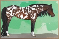 Horse Color:Brown Appaloosa 