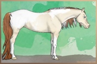 Horse Color:Buckskin Pearl Dun Tobiano Snowcap 