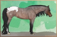 Horse Color:Brown Roan Appaloosa 
