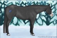 Horse Color:Blue Roan Splash 
