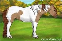 Horse Color:Red Dun Tobiano 