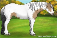 Horse Color:Buckskin Dun Tobiano Frame