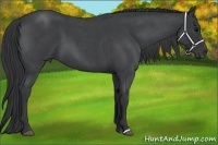 Horse Color:Blue Roan 