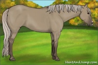 Horse Color:Silver Grullo 