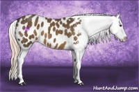Horse Color:Chocolate Palomino Appaloosa 