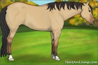 Horse Color:Bay Dun