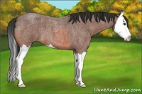 Horse Color:Bay Roan Splash