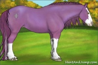 Horse Color:Gold Champagne Roan Splash 