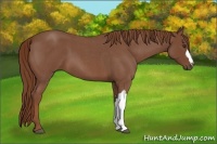 Horse Color:Red Roan