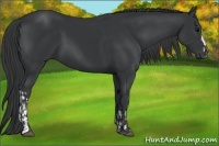 Horse Color:Black  and Black 