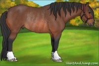 Horse Color:Bay Rabicano 
