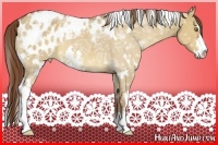 Horse Color:White Spotted Red Dun Ice Sabino Appaloosa 