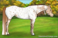 Horse Color:White Spotted Bay Ice Pearl Appaloosa 