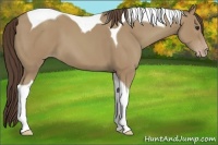 Horse Color:Classic Champagne Tobiano